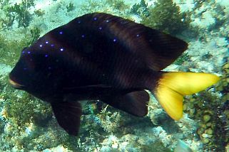 Stegastes adustus - Dunkle Demoiselle (Riffbarsch)